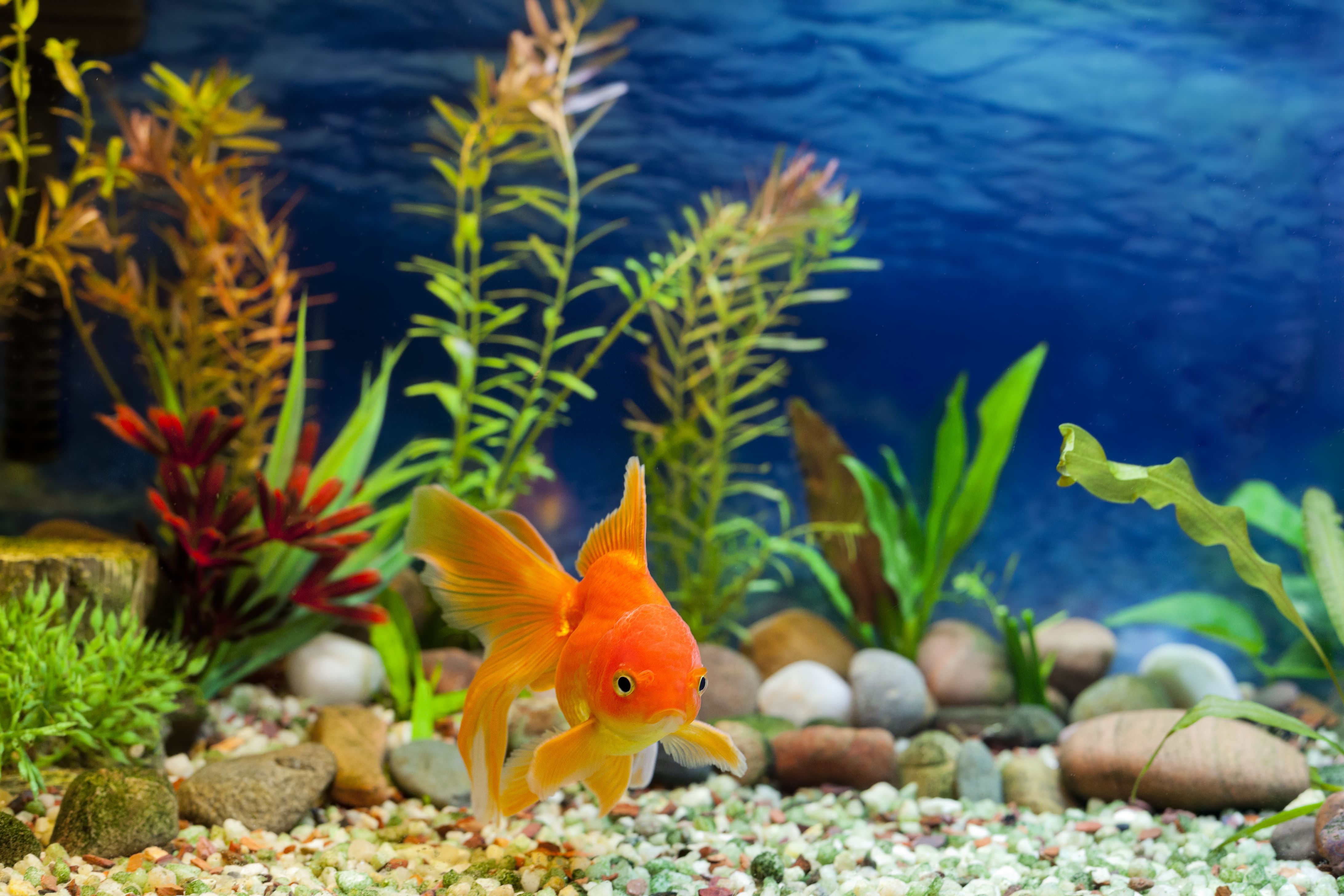 blue and white fish in aquarium